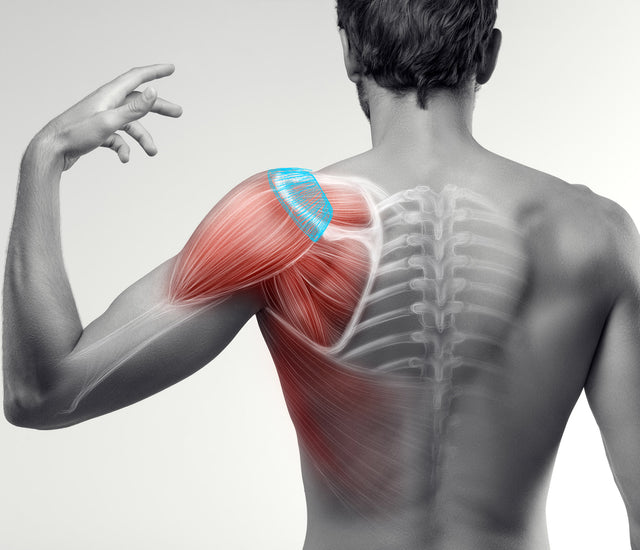 Mind Your Rotator Cuff – Dorsumtech